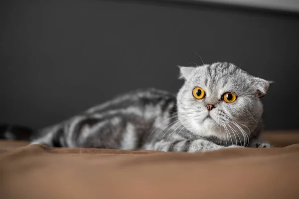 Παιχνιδιάρικη Σκωτσέζικη Γάτα Στο Κρεβάτι Κοντινό Πλάνο Scottish Φορές Γάτα — Φωτογραφία Αρχείου