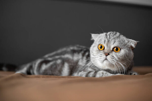 Playful scottish fold cat on the bed. Closeup scottish fold cat is so cute. So cute cat in the bedroom.