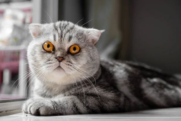 Verspielte Schottische Klappkatze Auf Dem Boden Großaufnahme Schottische Faltkatze Ist — Stockfoto