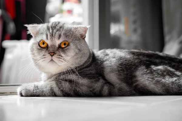 Verspielte Schottische Klappkatze Auf Dem Boden Großaufnahme Schottische Faltkatze Ist — Stockfoto