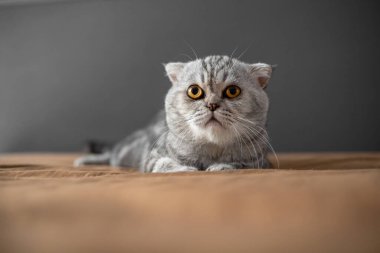 Yatakta İskoç bir kedi var. Yakın plan İskoç kedisi çok şirin. Yatak odasında çok tatlı bir kedi.