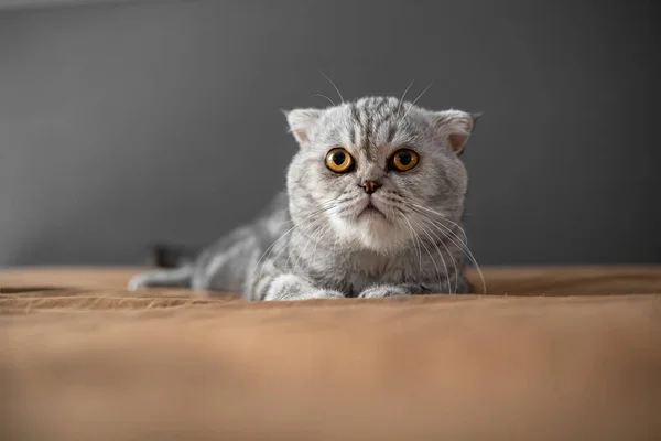Παιχνιδιάρικη Σκωτσέζικη Γάτα Στο Κρεβάτι Κοντινό Πλάνο Scottish Φορές Γάτα — Φωτογραφία Αρχείου
