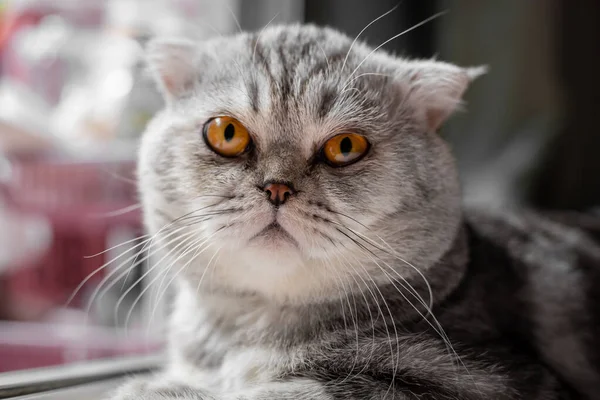 장난스럽게 바닥에 고양이 클로즈업을 좋아하는 고양이는 귀엽습니다 귀요미 — 스톡 사진