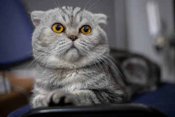 Zabawny Szkocki Krotnie Kot Podłodze Zbliżenie Scottish Krotnie Kot Jest — Zdjęcie stockowe