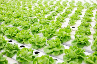 Hydroponics of lettuce farm growing in greenhouse for export to the market. Interior of the farm hydroponics. Vegetables farm in hydroponics. Organic vegetables. Farm organic.
