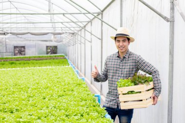 Gardeners are collecting organic vegetables harvested from the Hydroponics vegetable farm, put in a wooden basket that him carry with smile.