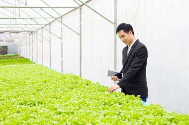 Quality inspectors of organic vegetable farms have good standards for exporting to the market.