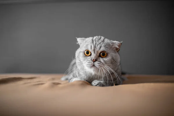 stock image Playful scottish fold cat on the bed. Closeup scottish fold cat is so cute. So cute cat in the bedroom.