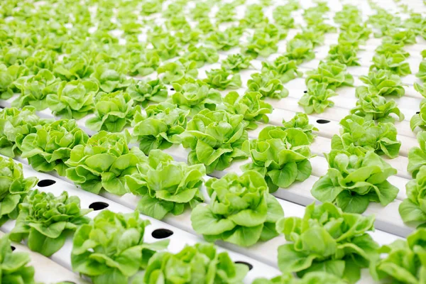 Hydroponics Lettuce Farm Growing Greenhouse Export Market Interior Farm Hydroponics — Fotografia de Stock