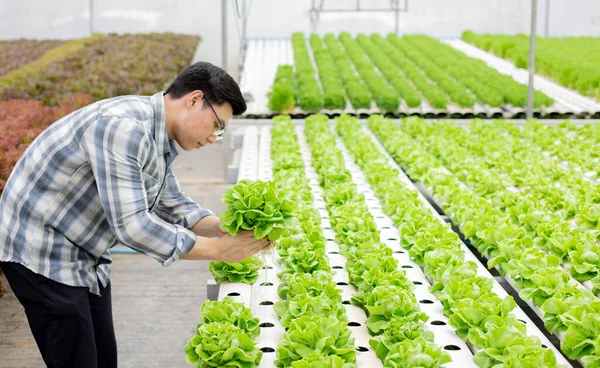 Κηπουρός Συλλέγει Βιολογικά Λαχανικά Που Συλλέγονται Από Την Υδροπονική Φυτικές — Φωτογραφία Αρχείου