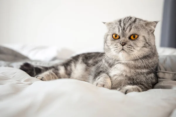 Schottische Klappkatze Auf Weichem Bett Zimmer Graue Katze Liegt Auf — Stockfoto