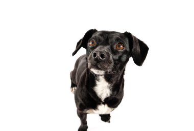 Küçük siyah köpek izole edilmiş beyaz arka plan
