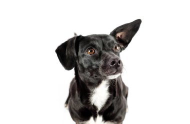 Küçük siyah köpek izole edilmiş beyaz arka plan
