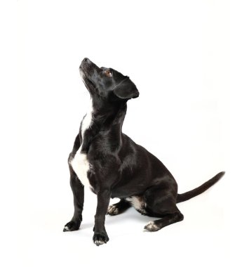 Küçük siyah köpek izole edilmiş beyaz arka plan