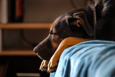 Köksüz köpek portresi, siyah melez köpek, dümdüz ileriye bakıyor.
