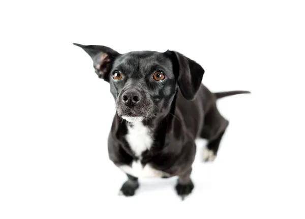 Pequeño perro negro buscando aislado fondo blanco — Foto de Stock