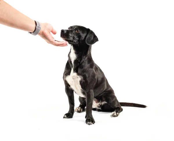 Pequeño perro negro, canino de raza mixta mirando hacia arriba con atención amoroso refuerzo positivo — Foto de Stock