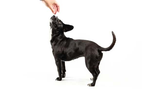 Retrato de perro, raza mixta canino mirando hacia arriba con atención una mano sosteniendo el refuerzo positivo de alimentos — Foto de Stock