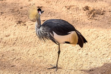 Turna tacı, gri boyun, Balearica regulorum, Gruidae, Gruiformes