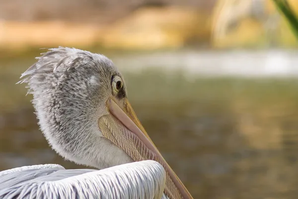 Pelecanus Detailní pohled na pelikánské oko — Stock fotografie