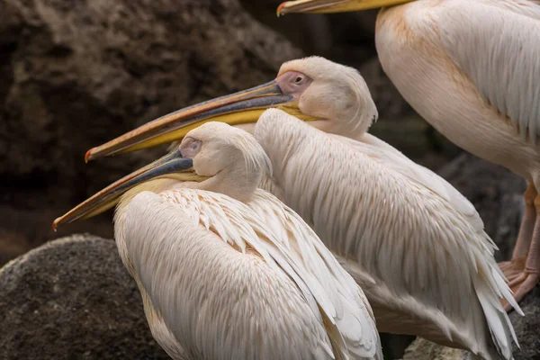 Skupina pelikánů odpočívajících na jezeře — Stock fotografie