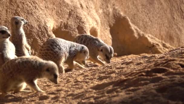 Meerkat tampak penasaran menggali di tanah dengan tangan mereka sementara yang lain menonton berjemur di bawah sinar matahari — Stok Video