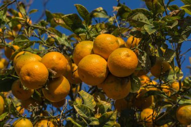 Bir portakal ağacının dalı, Citrus aurantiumen, Bitter .