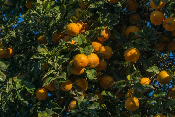 桔子树的枝条，柑橘类极光，苦瓜 . 免版税图库图片