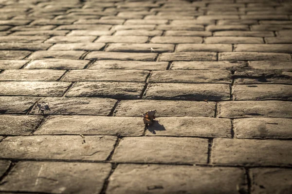 Stansad Betong Trottoar Utomhus Kullerstenar Mönster Golv Exteriör Dekorativa Utseende — Stockfoto