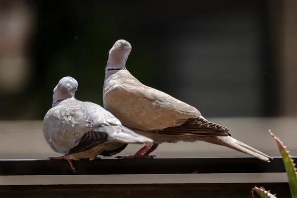Couple of doves during courtship pigeon bird — Stock Photo, Image