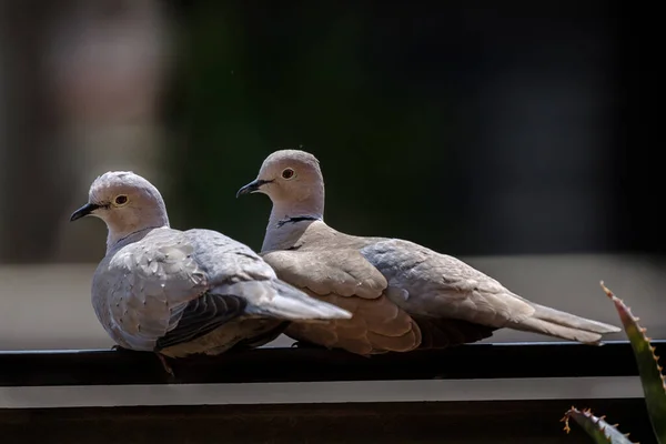 Pár holubic během námluv holubí pták — Stock fotografie
