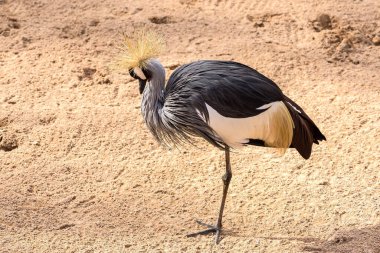 Gri Taç Turna, Turna, Gri Boyun, Balearica Regulorum, Gruidae, Gruiformes, Bird