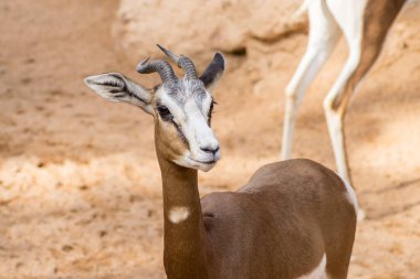 Afrikalı Thomson ceylanı Eudorcas Thomsonii. Thomsons Gazelle, Eudorcas thomsonii, Bovidae, Antilopinae, Artiodactyla