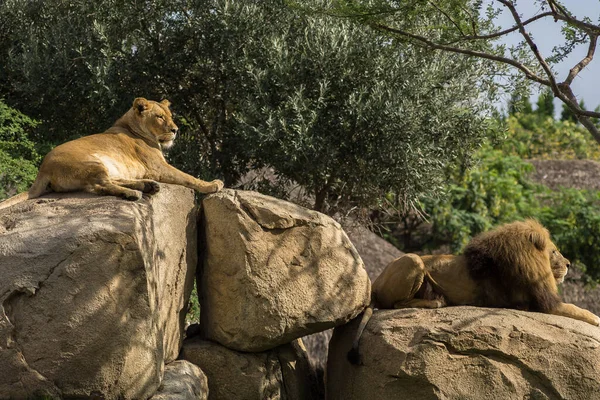 Male Lion Old Specimens Abundant Mane Female Lioness Sitting Rock — Stock Photo, Image