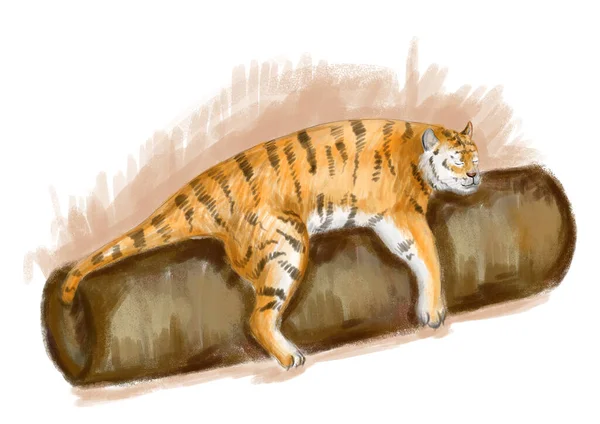Tigris hazudik és alszik. Digitális illusztráció. Újévi illusztráció — Stock Fotó