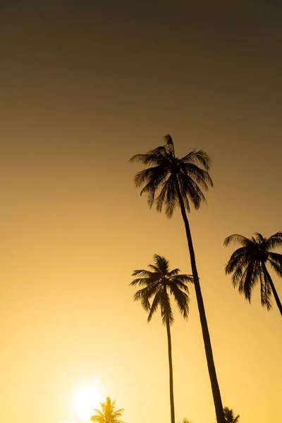 Coconut Palm Tree Beautiful Sky Copy Space — Stock Photo, Image