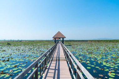 Sam Roi Yot tatlı su bataklığında güzel bir orman yürüyüşü ya da Bueng Bua Khao Sam Roi Yot Milli Parkı Tayland 'da
