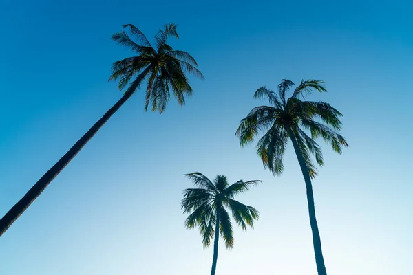 Palmera Coco Con Hermoso Cielo Espacio Copia — Foto de Stock