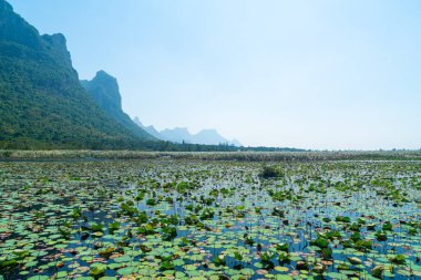 Sam Roi Yot Tatlı Su Bataklığı veya Bueng Bua Khao Sam Roi Yot Ulusal Parkı Tayland