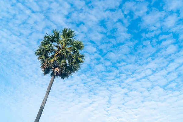 Palmeira Com Céu Azul Bonito Nuvens — Fotografia de Stock