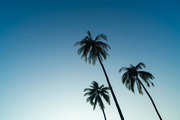 Kokosnoot Palmboom Met Prachtige Lucht Kopieer Ruimte — Stockfoto