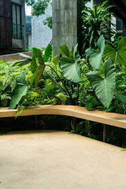 Bahçede tropik ağaç zeminli boş bank