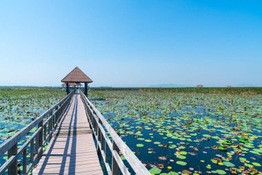 Sam Roi Yot tatlı su bataklığında güzel bir orman yürüyüşü ya da Bueng Bua Khao Sam Roi Yot Milli Parkı Tayland 'da