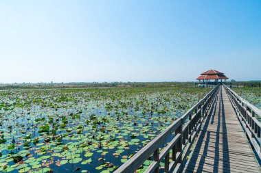 Sam Roi Yot tatlı su bataklığında güzel bir orman yürüyüşü ya da Bueng Bua Khao Sam Roi Yot Milli Parkı Tayland 'da