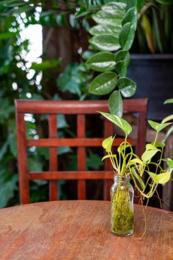 Tropik Epipremnum aureum bitkisi ahşap masa üzerindeki cam şişe dekorasyonunda.