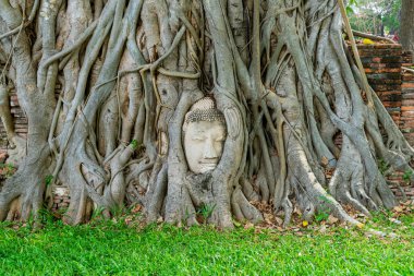 Buda Başı heykeli Bodhi Ağacı köklerinde sıkışmış Ayutthaya 'daki Wat Mahathat tarihi parkında, Tayland