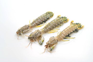 Beyaz arkaplanda taze peygamber devesi karidesi