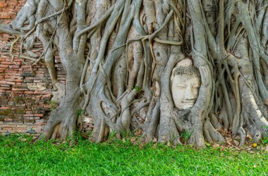 Buda Başı heykeli Bodhi Ağacı köklerinde sıkışmış Ayutthaya 'daki Wat Mahathat tarihi parkında, Tayland