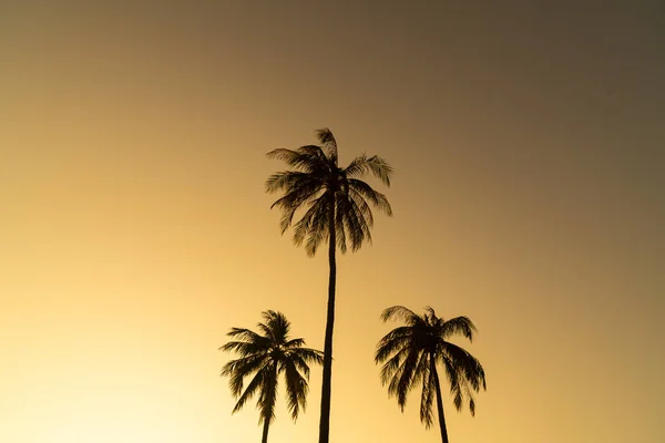 Coconut Palm Tree Beautiful Sky Copy Space — Fotografia de Stock