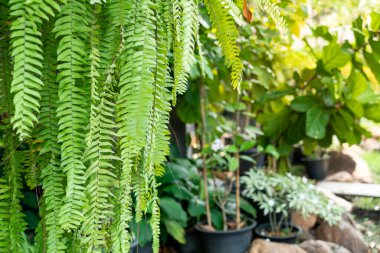 eğreltiotu yaprakları kopyalama alanı ile asılı